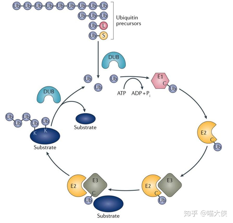 v2-409eba5555381382e1d4222ec978896e_r.jpg