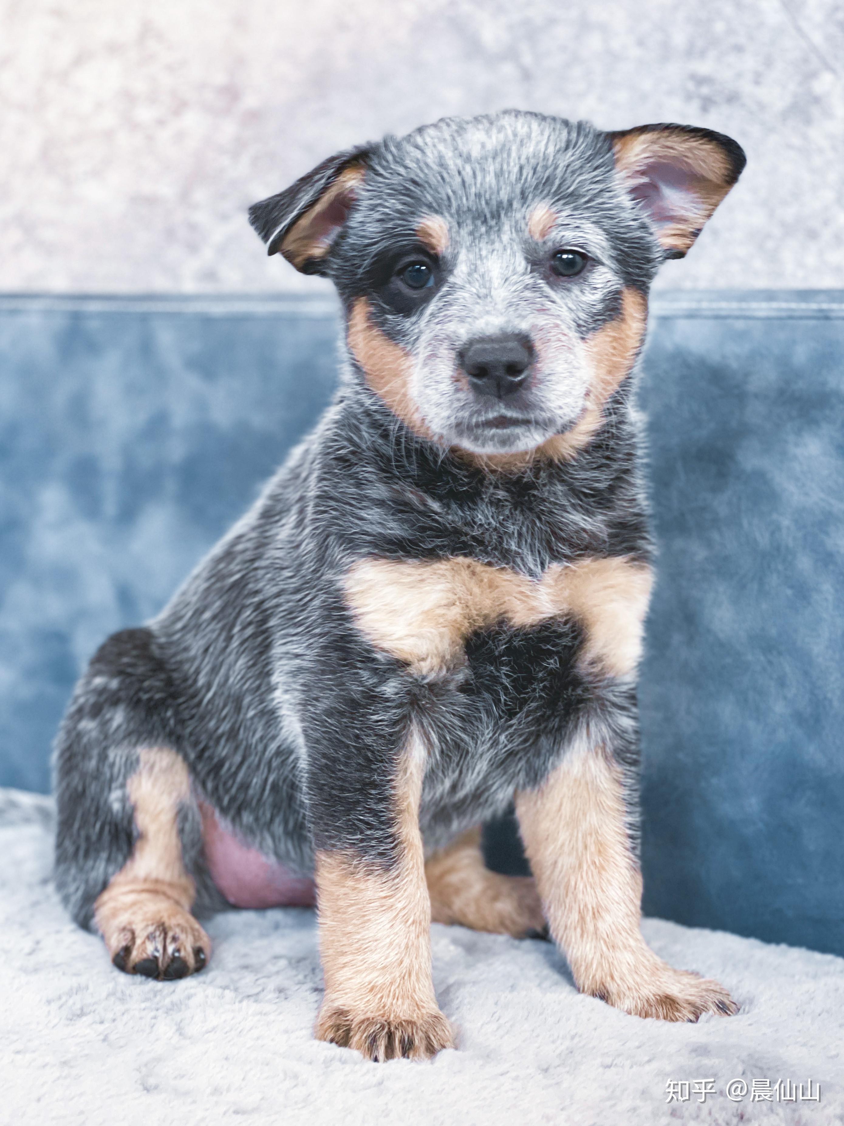 仙山澳洲牧牛犬幼犬展示 - 知乎