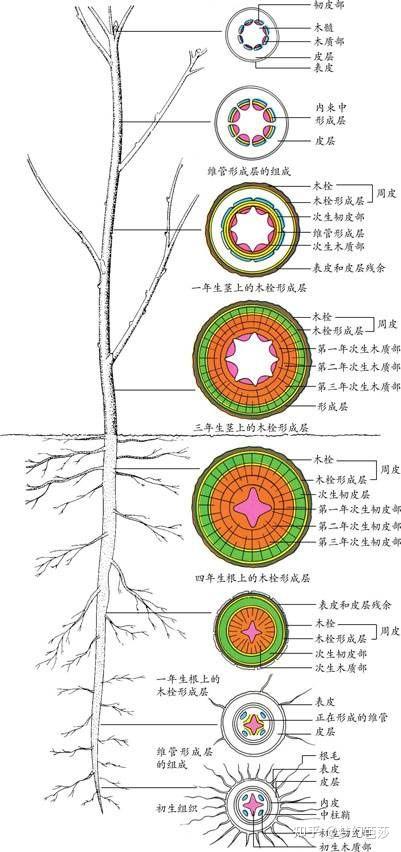 茎和根的各种次生组织的形成过程，常绿树的叶子总是绿色的 - 知乎