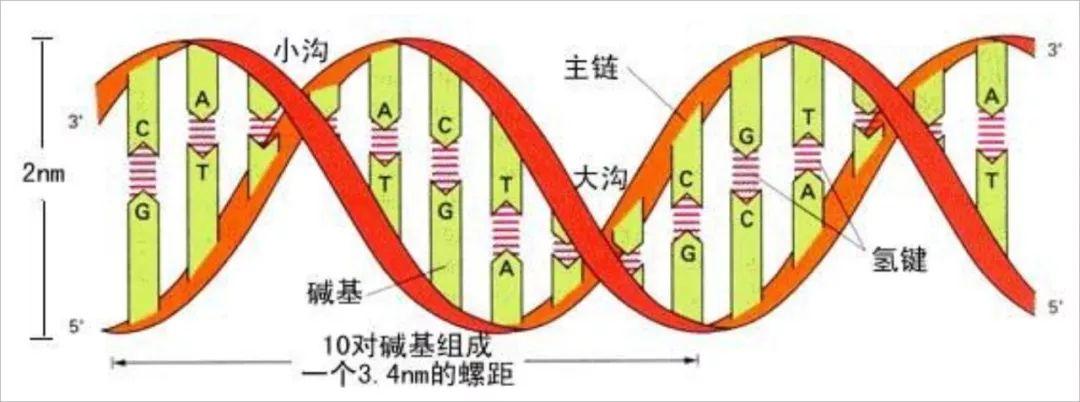 三链DNA图片