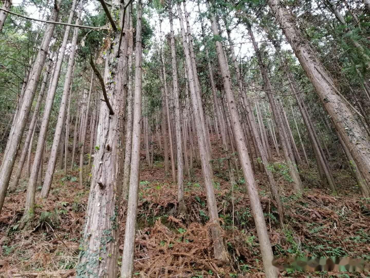 一亩地种植多少株杉木最适宜 - 知乎