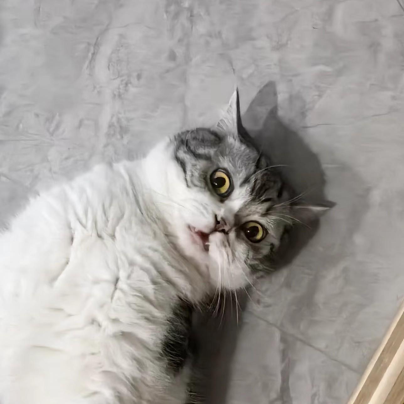 sam是只猫