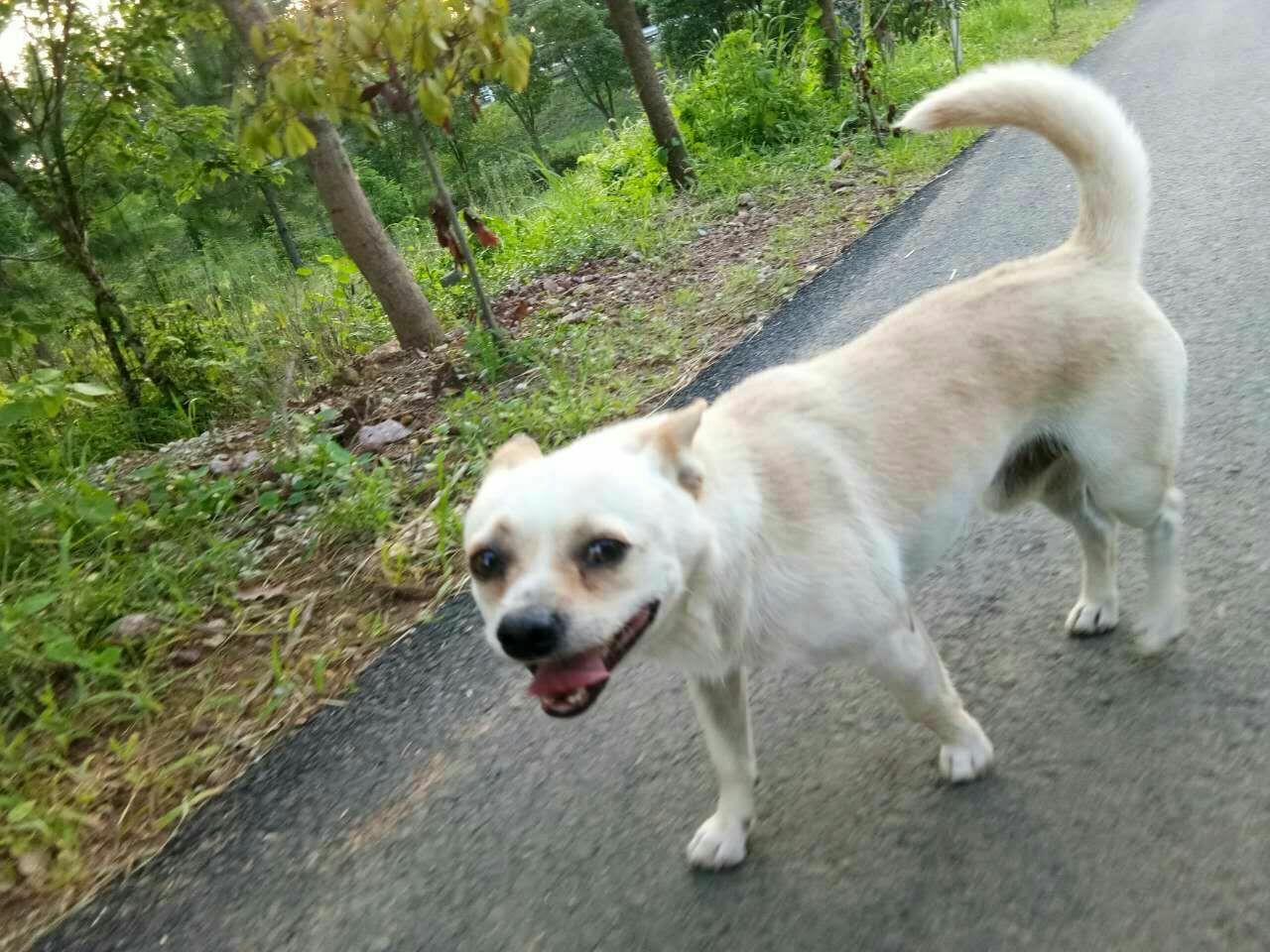 外面总是一副凶凶的样子,其实它小小的,矮矮的,我经常嘲笑它是矮子鬼