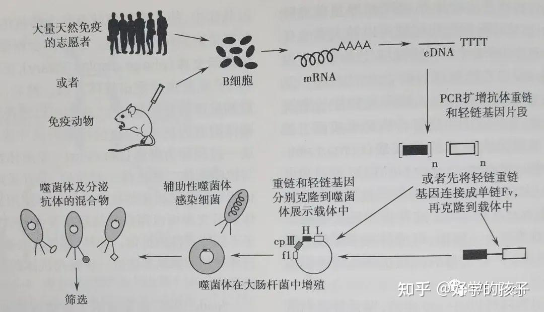 抗体的制备以及多克隆、单克隆和重组抗体的选择 - 知乎