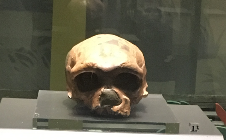 文明摇篮▲ 大荔人头骨按照古人类学的一般认知,人类发展进化的路径是