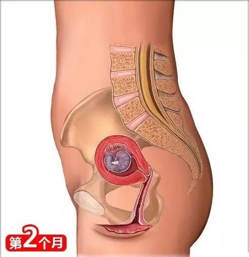 宝宝在孕肚子里的成长过程 赞叹生命的伟大 母亲的伟大 知乎