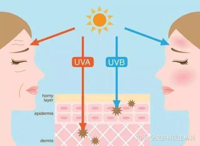 紫外线到底是怎么伤害我们的皮肤的