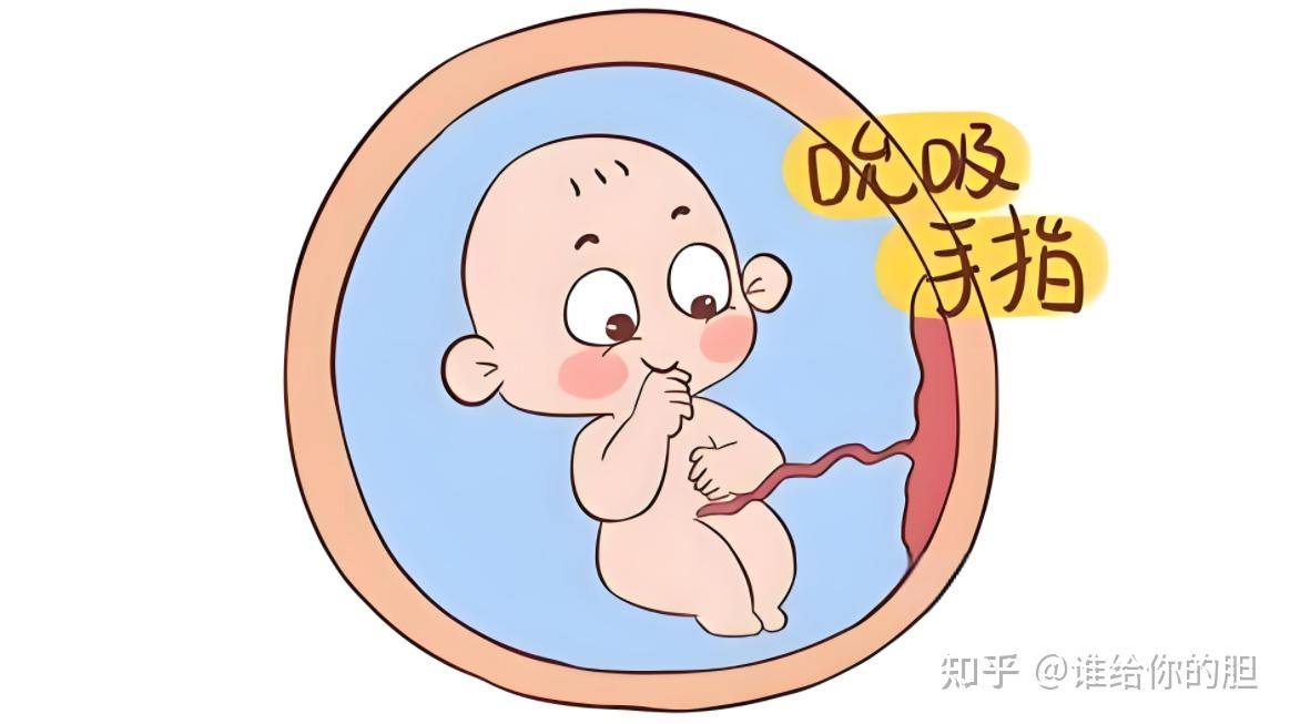 胎宝宝每天都在肚子里干些啥? - 知乎