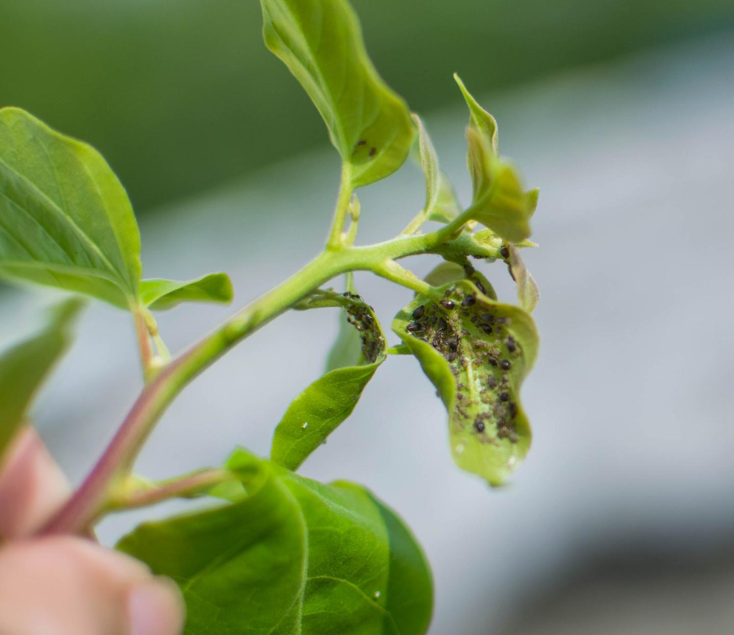 玉米蚜虫 玉米蚜虫的防治方法_华夏智能网