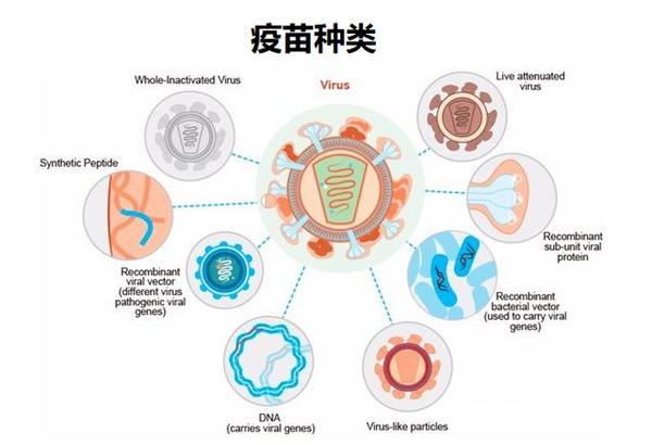  新冠疫苗是哪个研发出来的(新冠疫苗是哪个公司研制生产的)