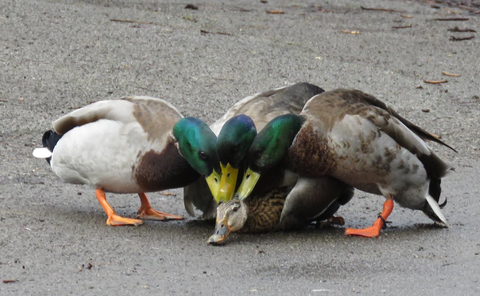 丁丁相对长度世界第一的藤壶"魔贯光杀炮"的鸭子σ弌弌弌弌弌弌弌弌