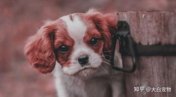犬窝咳其实并不可怕 知乎