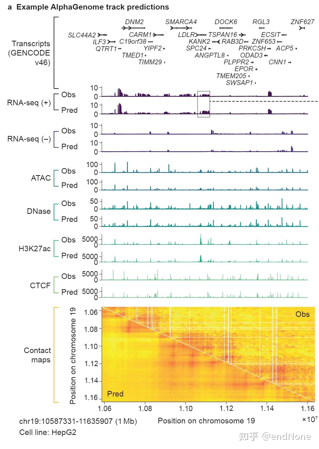 【论文详解】AlphaGenome——Sequence-to-Multimodal-Genome-Track - 知乎