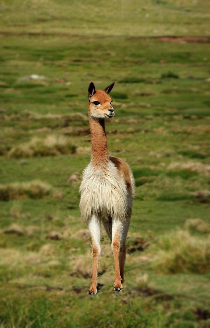原来秘鲁神兽羊驼还有这些不为人知的秘密