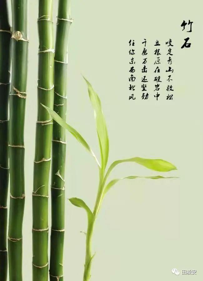 竹发于林,五年扎根,半年成材;后厉寒冬之洗礼,方成钢筋铁骨