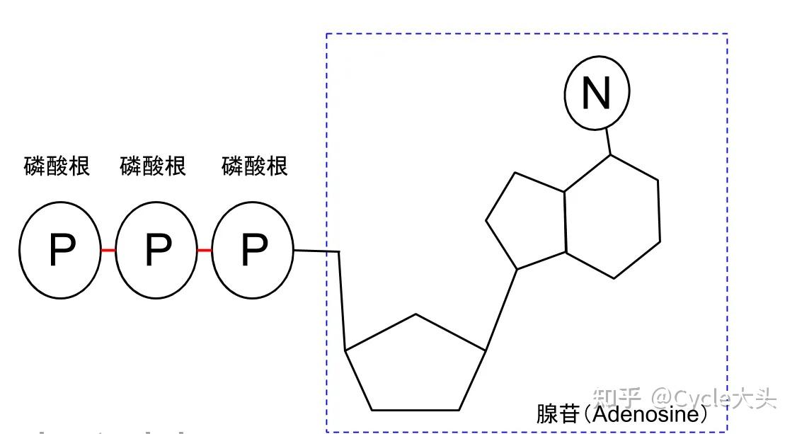 给健美爱好者的肌肉生理学 ：热量是怎么变成肌肉的？ - 知乎