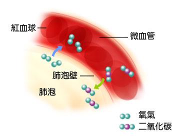 生理31呼吸之间肺换气是怎样进行的