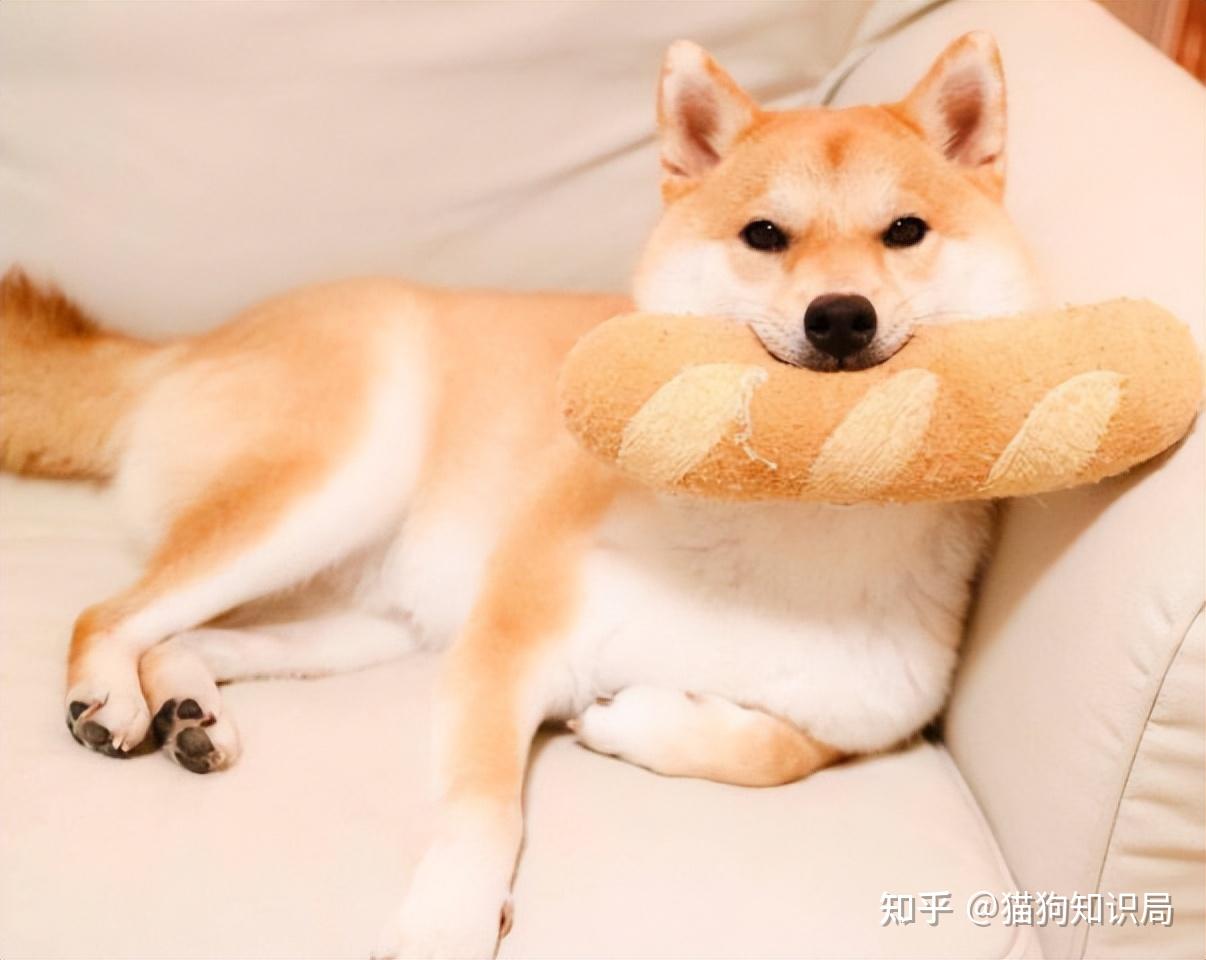 柴犬"舔人"很脏?其实它舔你,是想告诉你这些事情