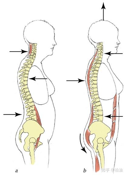 平时要挺胸收腹为什么不对