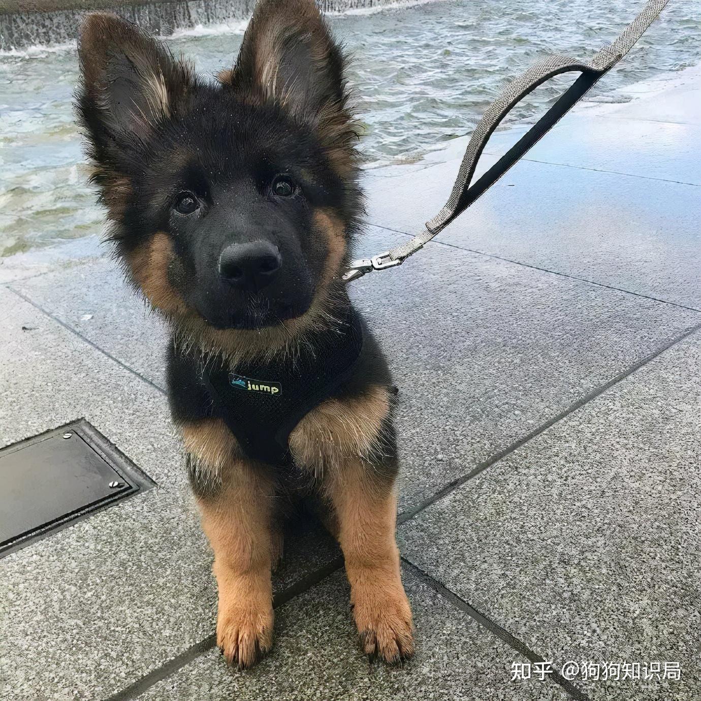 德牧越来越多人养的原因养过的都舍不得换狗狗