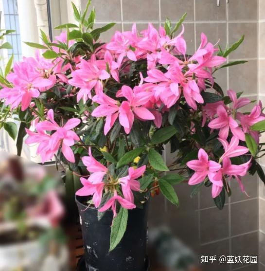 蓝妖：耐寒花卉有哪些？这12种零下20度冻不死室外盆栽，适合粗养