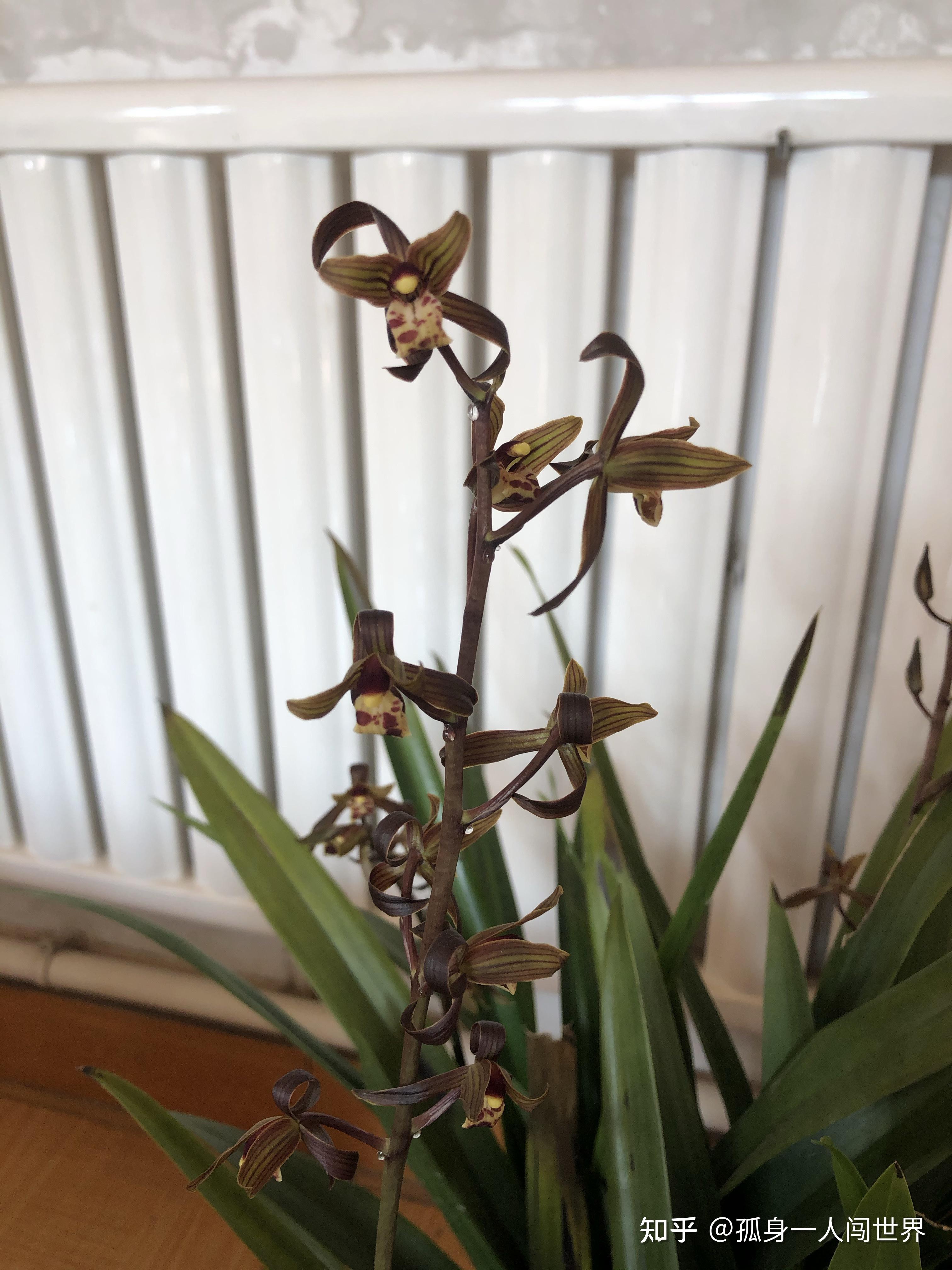 墨兰,企黑,开品欣赏 - 知乎