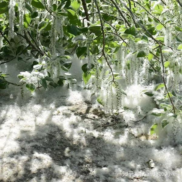 楊花柳絮梧桐絮進來了解一下