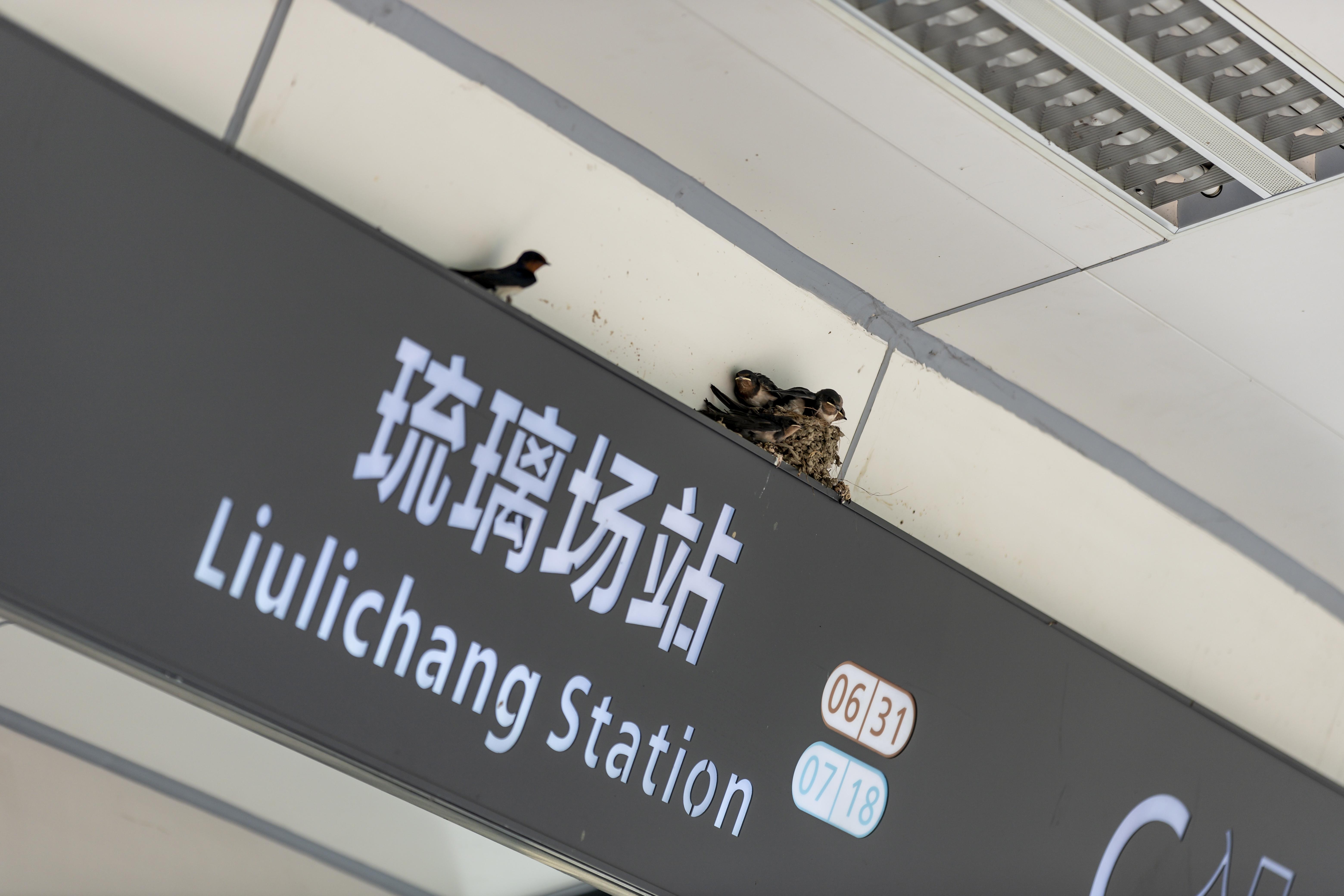 小燕子安家琉璃场站成都地铁为可爱一家代言