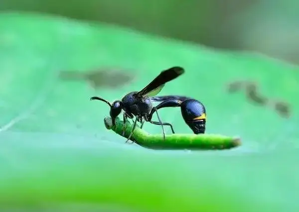 《诗经·小雅》:"螟蛉有子,蜾赢负之".
