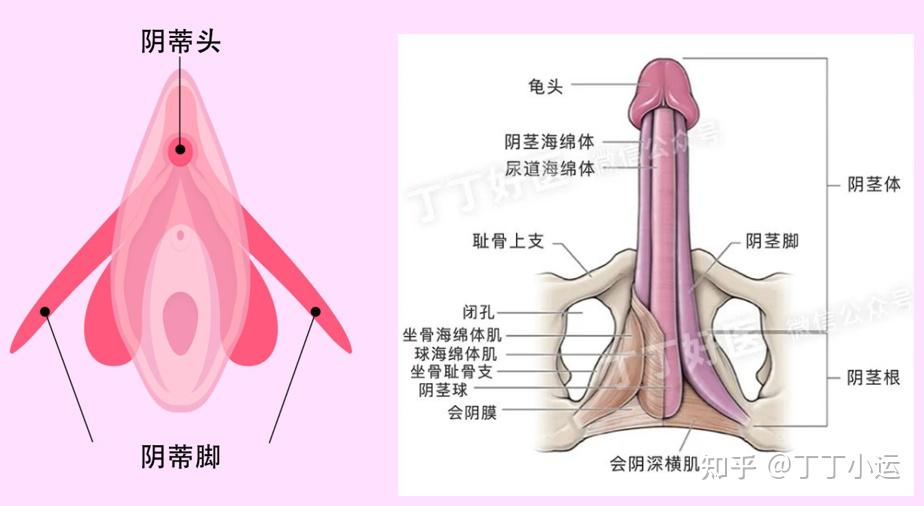 女人的小丁丁图片