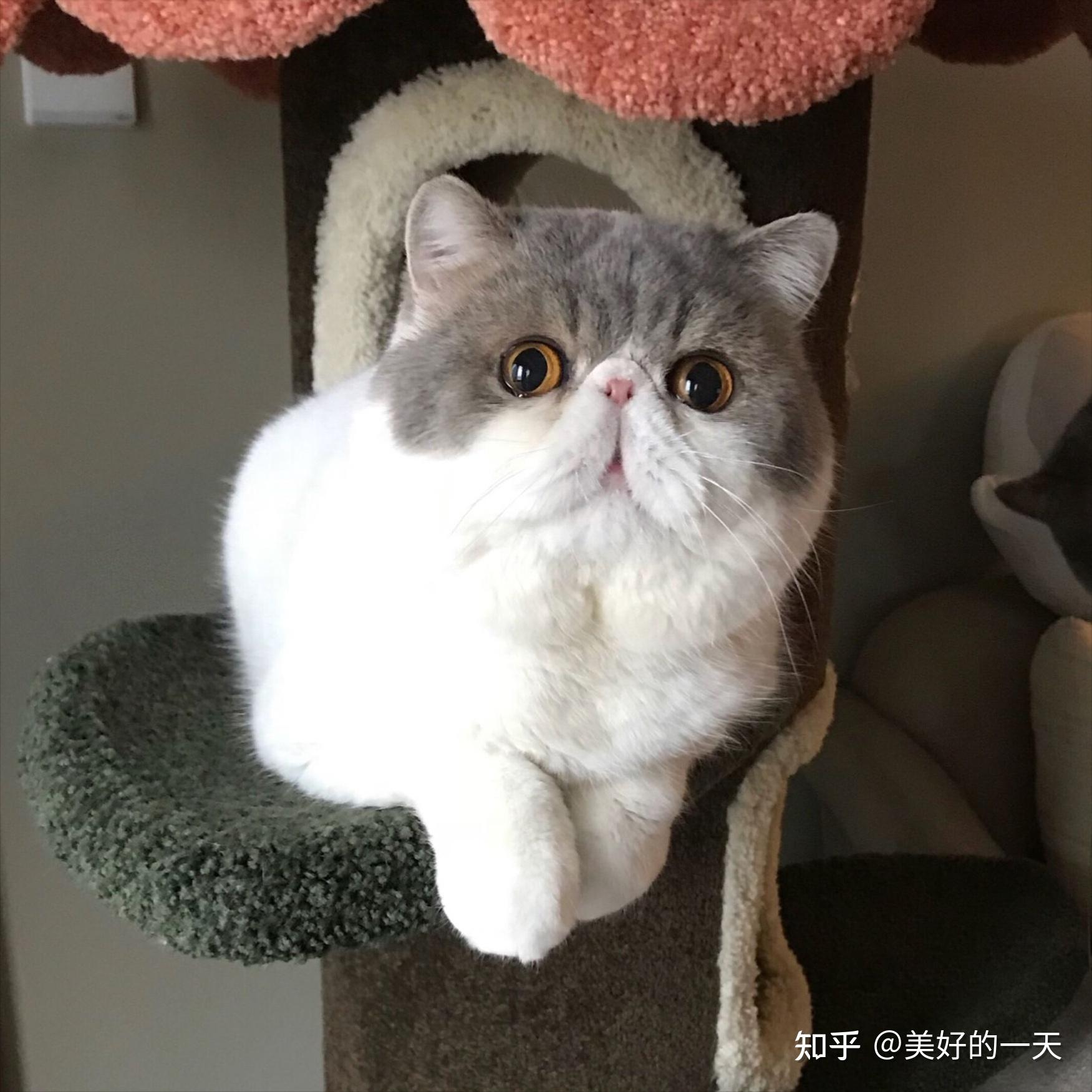 异国短毛猫成年图片