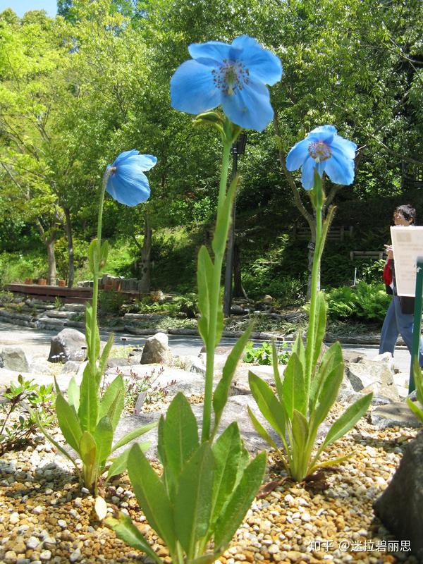 绿绒蒿属 多刺绿绒蒿 meconopsis horridula 亚洲[中国(甘肃,青海