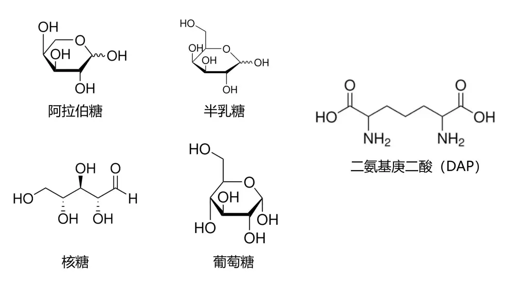 CICC微生物化学组分分析丨第三期:细胞壁糖与DAP组分分析 - 知乎