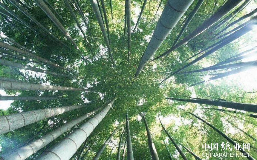 竹子制浆造纸 ——新时代竹纤维高效利用技艺 - 知乎