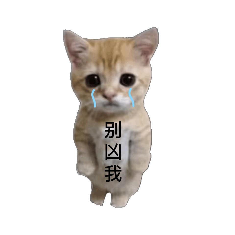 表情包:认错猫咪罚站表情包 - 知乎