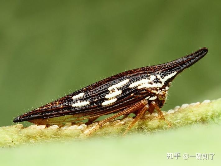 角蝉:带你看看昆虫的长相能有多怪?