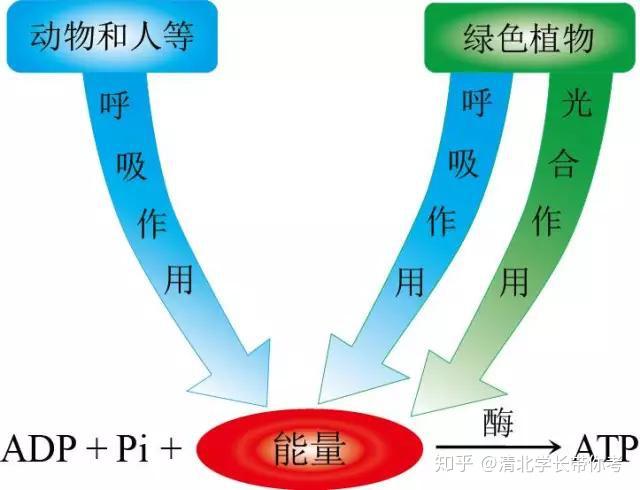 细胞的能量通货atp!彩图还是第一次见到!功能知识点一目了然 知乎