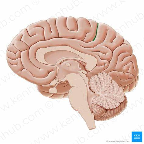 一文彻底掌握大脑脑沟、脑回解剖 - 知乎