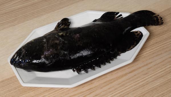 外面逐渐变暗,水里是黑白相间的斑纹 另有媲美珍珠龙胆的三种鱼, 鳜鱼