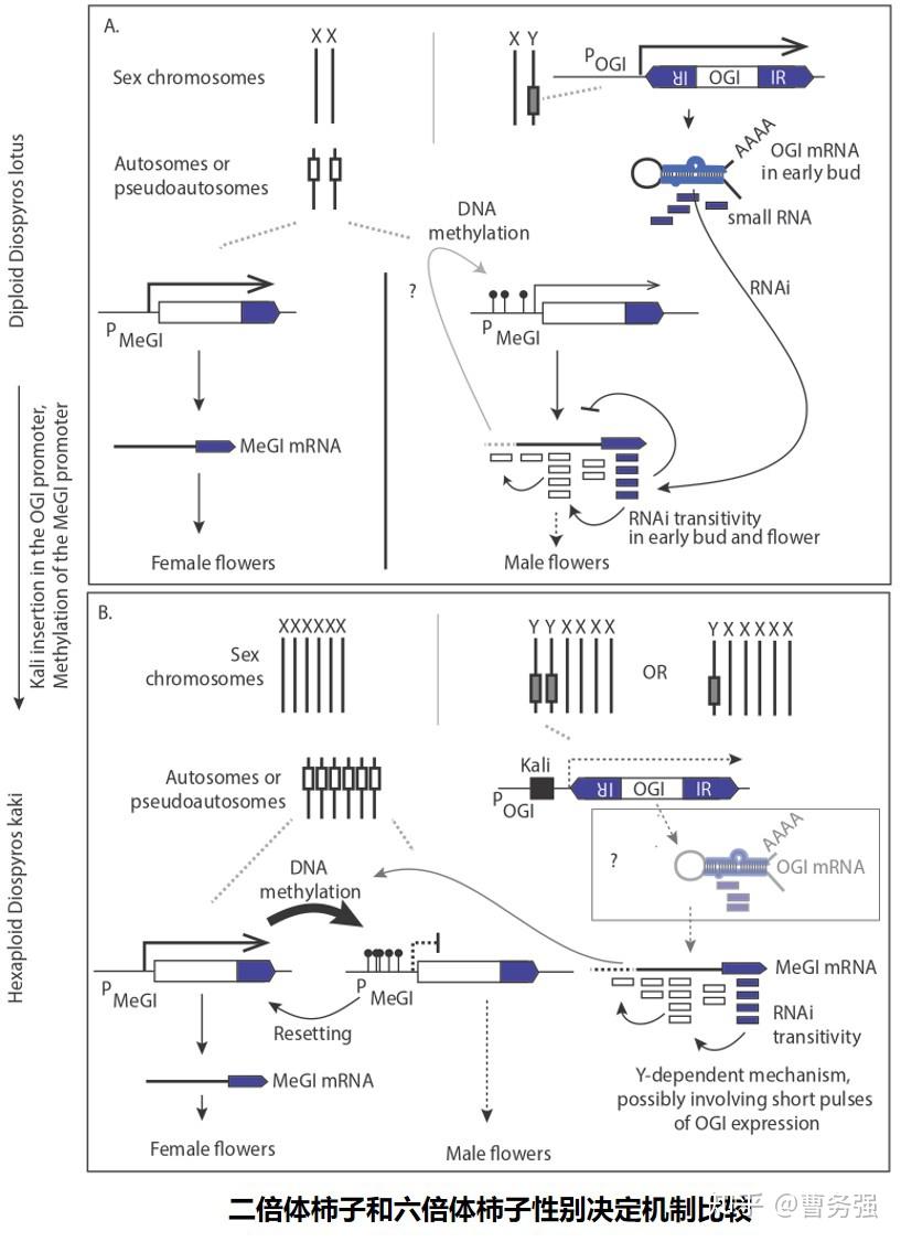 以上成果以epigenetic regulation of the sex determination gene
