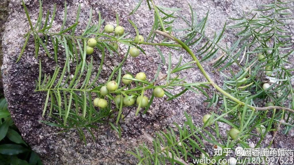 天门冬 | 珠海地产岭南中草药之二十三 - 知乎