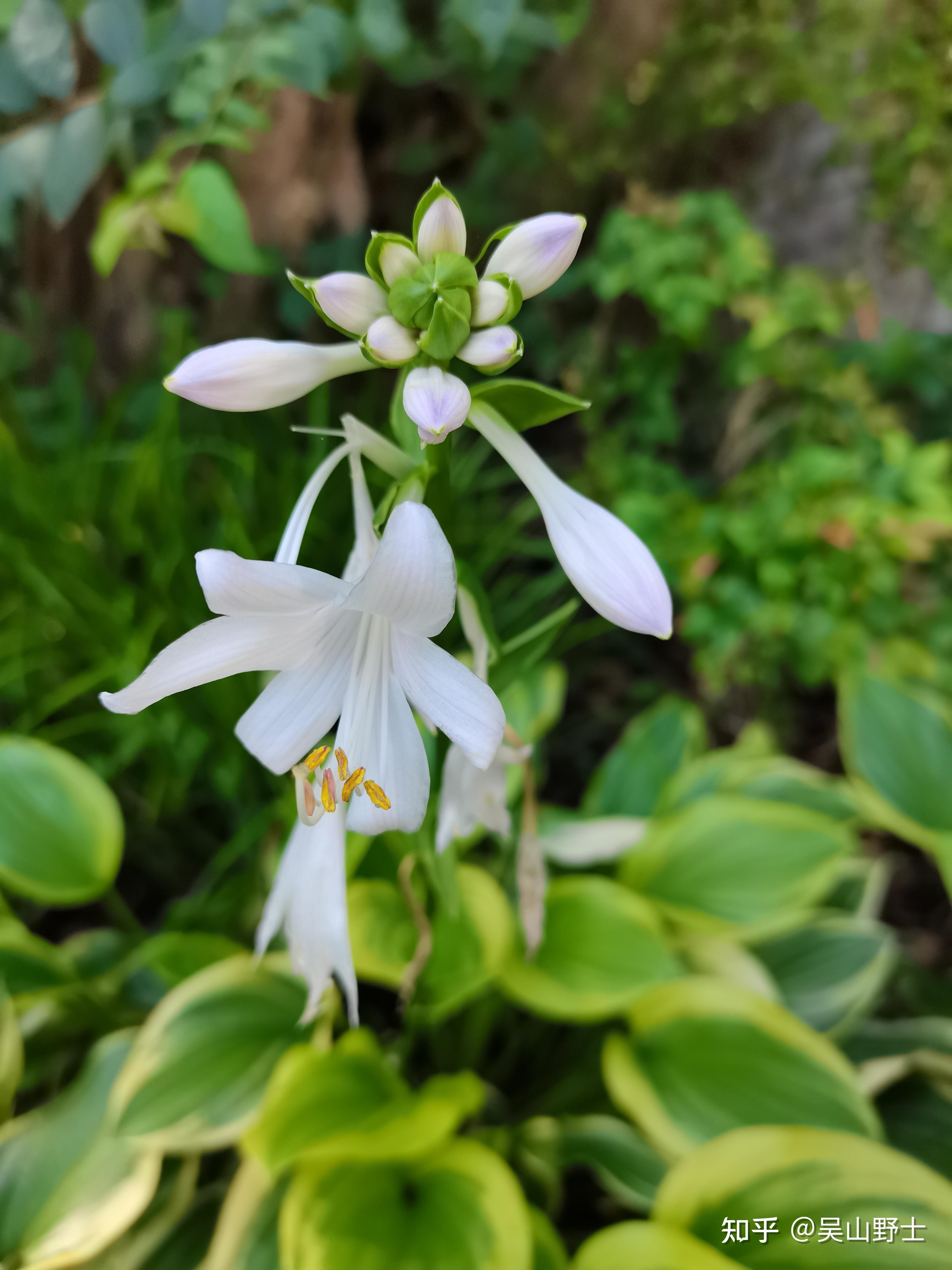 玉簪花四季管理要点 - 花百科