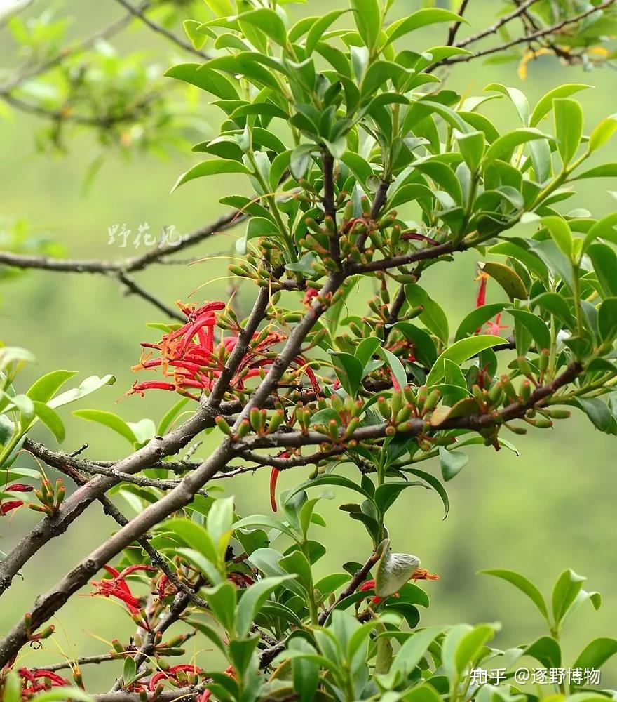 每周野花系列第15期——寄生植物 - 知乎
