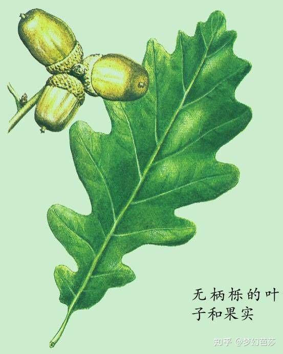 栓皮是从栓皮栎外表的树皮上得来的，栓皮栎树龄约20年时第一次剥皮，然后间隔9年可剥皮一次 - 知乎