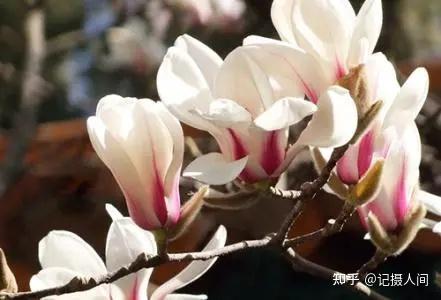 春季北京到哪儿可以观赏玉兰花?您就去这几个地方 - 知乎
