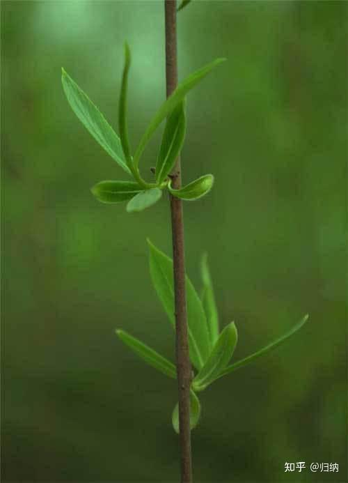 【归纳】生物（域，界、门、纲、目、科、属、种） - 知乎