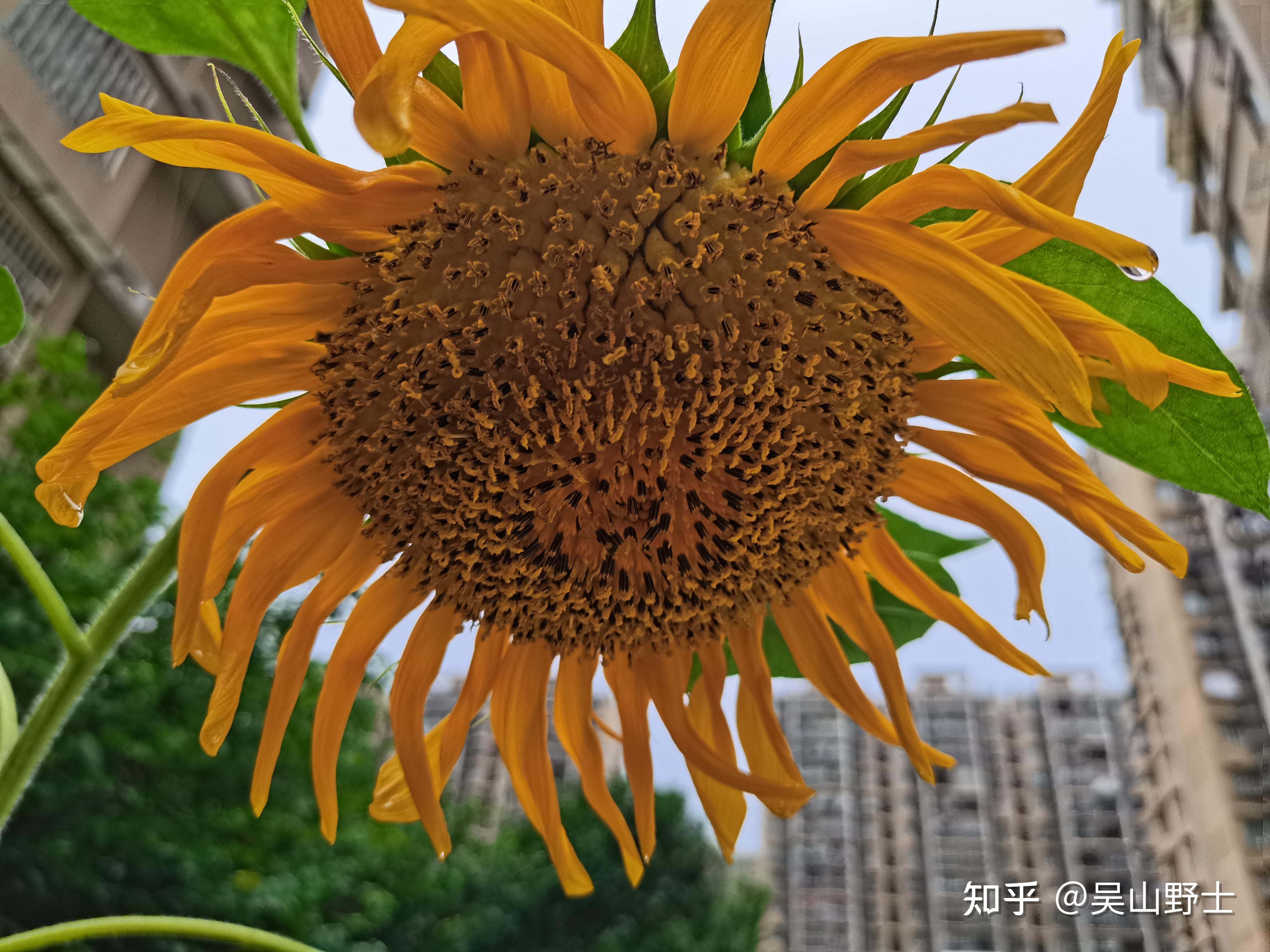 向日葵的別名:朝陽花,轉日蓮,向陽花,望日蓮,高標遠志亭亭立,宿世情緣