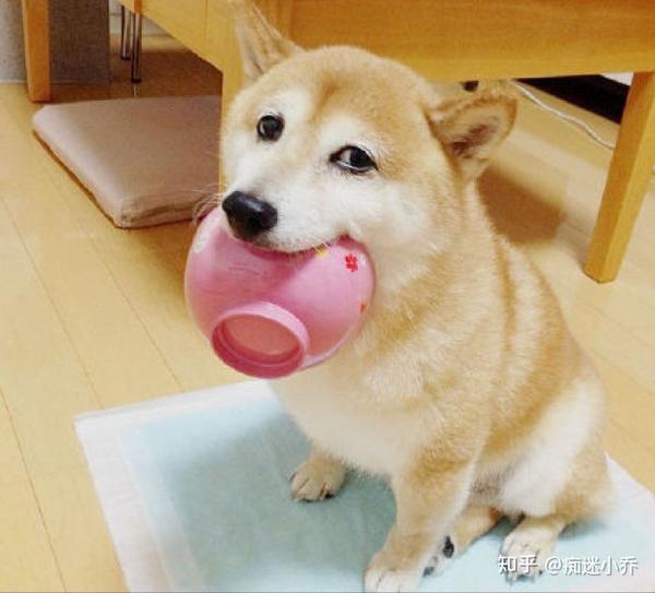 你家狗挑食?11种狗可以吃的健康食物,给狗粮加点料吧 - 知乎
