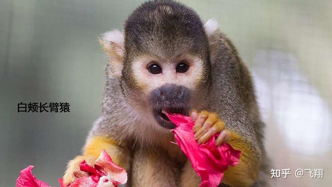 山海经图解第三篇狌狌一种被可能被人类吃灭绝的生物