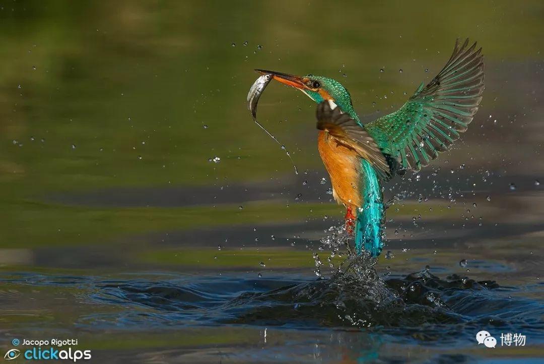 com而前面提到的几种翠鸟,它们都是以天然水域中的小型鱼虾,蛙类,蜥蜴